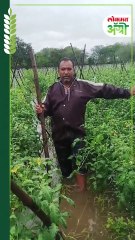 टोमॅटो शेतीचं अतोनात नुकसान, शेतकरी काय म्हणाले