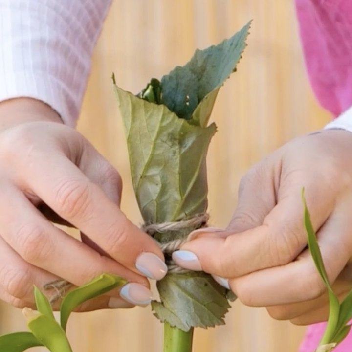 Vous avez du mal à vous occuper de vos plantes ? Les meilleurs ASTUCE dont tous les parents de plantes ont besoin.