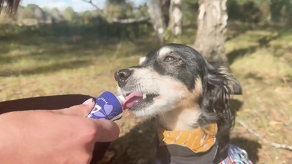 Cute rescue dog becomes pet detective