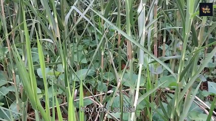 Bên Bờ Lau Sậy | Nhạc Bolero Trữ Tình Hay Nhất – Bolero Ký Ức