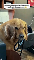 A dog’s thoughts are written on his face 🤣#funny #doggielife #funnydogs #pets #petsrule #funnypets