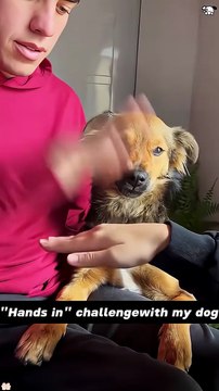 “Hands in”trend with our dog,their reaction was so dramatic 🤣🐶#funny #doggielife #funnydogs #pets