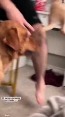 Dog-everything is delicious to me,including socks,of course !🐶🤣#funny #funnydogs #pets #dog