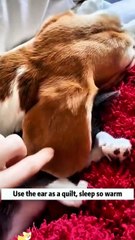 Dogs and cats are good friends🥰 #dog #funny #funnypets #funnyanimals #cat #funnydogs