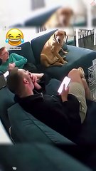 Dog-You can talk,but I won’t listen!🐶🤣#funny #doggielife #funnydogs #pets #petsrule #cutedog