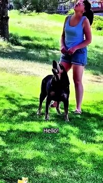 Dogs that mimic people#dog #funny #doggielife #funnypets #pets #funnyanimals #funnydogs