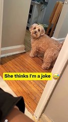 Dog with attitude 🐶🤣#funny #petsrule #funnydogs #pets #doggielife #cutedog #funnyanimals