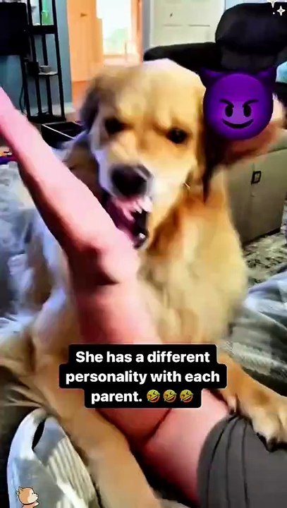 Funny Golden Retriever😂 #dog #funny #doggielife #funnydogs #pets #doglover #cutedog
