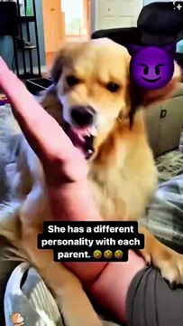 Funny Golden Retriever😂 #dog #funny #doggielife #funnydogs #pets #doglover #cutedog
