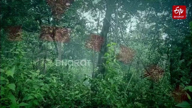 Security Forces Foil Major Naxal Attack In Chhattisgarh; Seize Cache Of Arms And Explosives