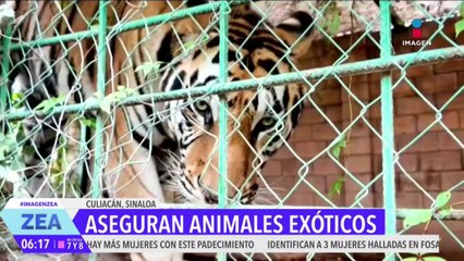 Autoridades de Sinaloa asegura animales exóticos dentro de una finca