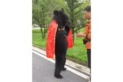 Zoogoers were convinced that this was a man in a bearsuit - but it’s a real animal, the zoo insists