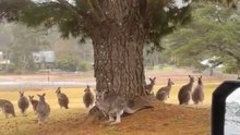 In Australia kangaroos are more than humans