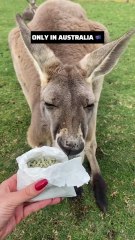 Feeding a kangaroo