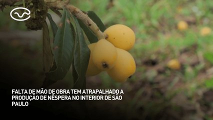 Falta de mão de obra atrapalha a produção de nêspera no interior de São Paulo