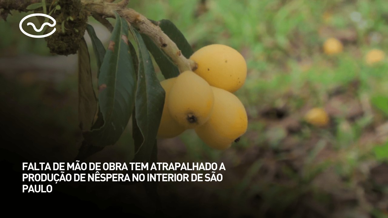Falta de mão de obra atrapalha a produção de nêspera no interior de São Paulo