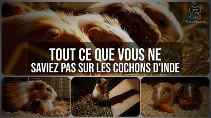 Cochons d'Inde : Les Faits Étonnants que vous ne Saviez Pas