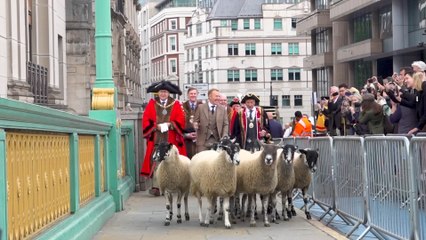 British sheep farmer Adam Henson leads London's 12th annual Sheep Drive across Southwark Bridge