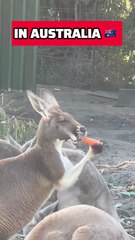 Kangaroos eating carrot 🥕