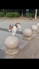 😹 Funny Cat Compilation 2025 – Non Stop Laughter Guaranteed  3