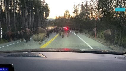 Bison Herd Brings Traffic to a Halt in Yellowstone