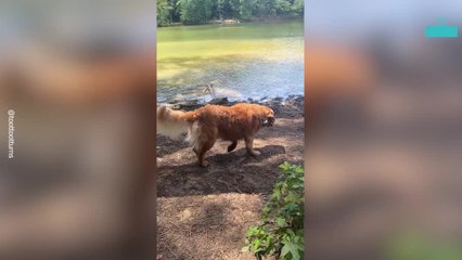 Golden Retriever Turns Into Chocolate Lab in Muddy Splash