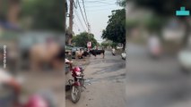 Locals Stunned as Bulls Lock Horns in Street Battle
