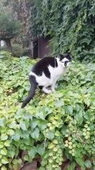Spotted a Mini Cow in My Garden?! 🐄😹 #shorts #cats #funny #funnycats #viralcats #fyp #cute #funnyanimals