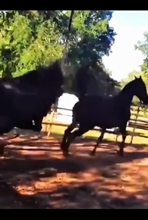 Cute animals 😼cute pet's