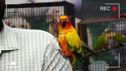 സൺ കോന്യൂർ അഡൾട്ട് ജോഡി |  sun Conure Adult Pair#petsworld  #sunconures   #petbirds കൂടുതല്‍ വിവരങ്ങള്‍ക്ക് ഫെയർ ലാൻ്റ് പെറ്റ്സ് ,പത്തനംതിട്ട ,ഫോൺ നമ്പർ - 9544495581 / 9745382306Fairland Pets ,Near Renault Showroom ,Pathanamthitta