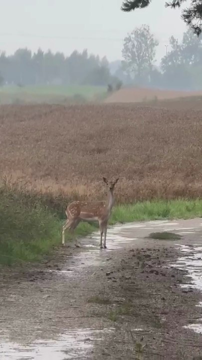 Unexpected  & Magical Encounter with Perfect Beauty in the Wild 🌲🦌 #shorts #nature #wildanimals #beauty #magic #viralanimals #fyp #cute