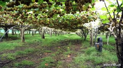 Cresce in Italia il Kiwi Sungold, Zespri investe ancora sul Lazio