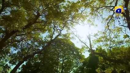 Haya Episode 19 | Sumbul Iqbal & Mirza Zain Baig | Pakistani Drama 2025