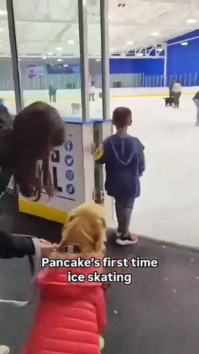 Fani Chien 🐕 rigolo