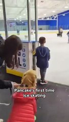 Fani Chien 🐕 rigolo