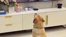 Quand les chiens volent la scène en ricanant !