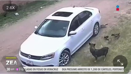 Así fue como un sujeto abandonó a una perrita y a sus cachorros en Aguascalientes