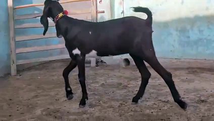 Amritsari Beetal Goat for Sale