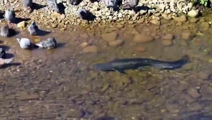 wow fish hunting birds