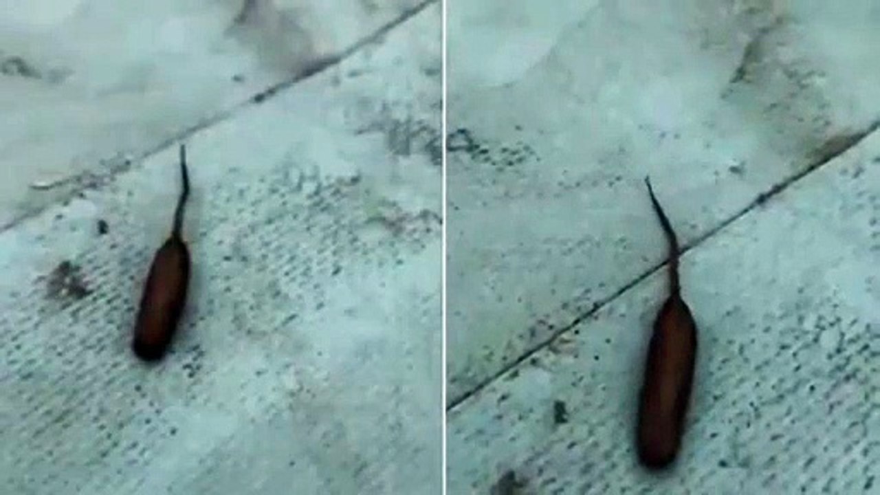 بالفيديو: مخلوق غريب يثير الحيرة باستراليا ... والعلماء يتدخلون