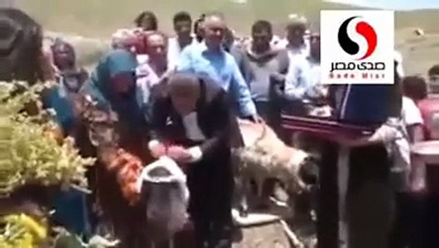 شاهدي.. رقص وغناء في حفل زفاف خروفين!!