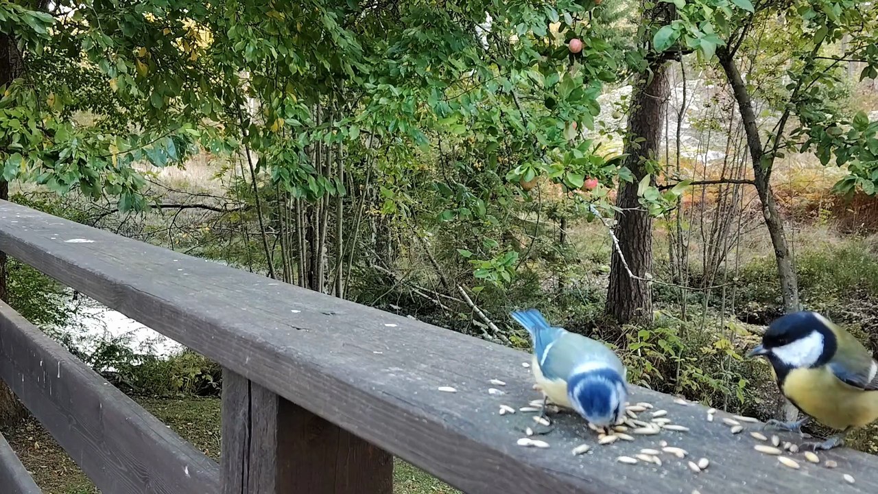 Birds Feeding in the Backyard