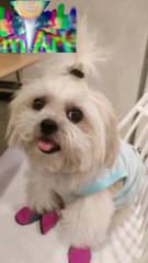 🔴 CUTIE HAPPY VIBES WITH PICKLES #shihtzu