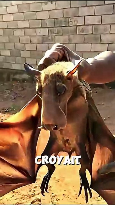 Trois espèces d'animaux éteintes et qui ont réapparu - Le troisième est extrêmement rare !