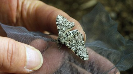 Darwin express - Les nouveaux défis de l'évolution