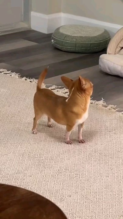 very funny video