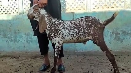 Makhi Cheena/Bakra/Goat/Perfect for Qurbani 2026/40,000/-