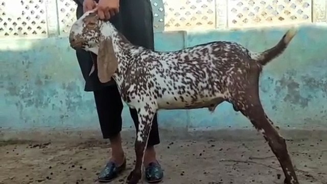 Makhi Cheena/Bakra/Goat/Perfect for Qurbani 2026/40,000/-