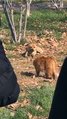 I dare not open my eyes, I hope it is my hallucination