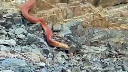 بالفيديو: ثعبان ضخم يتجوّل في عسير